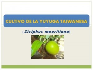 CULTIVO DE LA YUYUGA TAIWANESA Ziziphus mauritiana Nombre