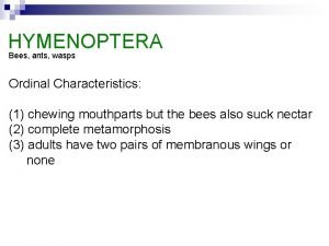 Hymenoptera common name