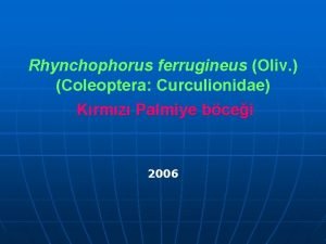Rhynchophorus ferrugineus Oliv Coleoptera Curculionidae Krmz Palmiye bcei