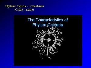 Phylum Cnidaria Coelenterata Cnido nettle Jellyfish not real