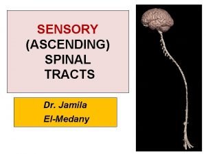 SENSORY ASCENDING SPINAL TRACTS Dr Jamila ElMedany OBJECTIVES