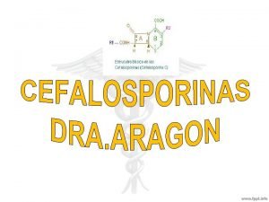 Hongo cephalosporium acremonium