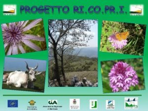 PROGETTO RI CO PR I PROVINCIA DI POTENZA