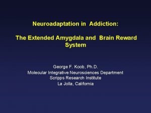 Neuroadaptation definition