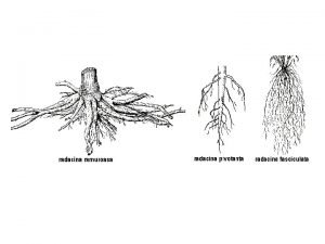 Lemna minor Rdcini contractile au particularitatea de a