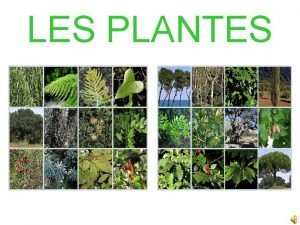 LES PLANTES COM ES UNA PLANTA La majoria