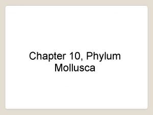 Phylum mollusca characteristics