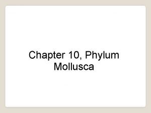 Characteristics of phylum mollusca