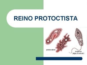 REINO PROTOCTISTA CARACTERSTICAS l Seres eucariontes CARACTERSTICAS Auttrofos