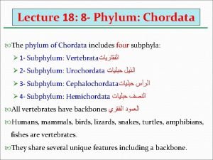 Lecture 18 8 Phylum Chordata The phylum of