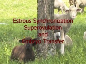 Estrous Synchronization Superovulation and Embryo Transfer Estrous Synchronization