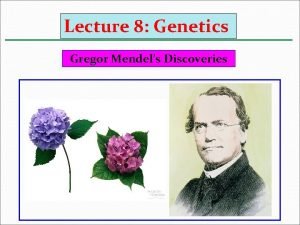 Lecture 8 Genetics Gregor Mendels Discoveries Mendels experimental
