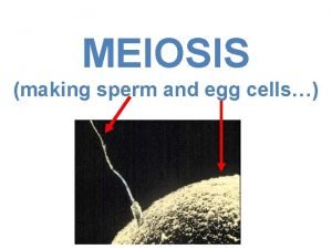 MEIOSIS making sperm and egg cells DNA Passes