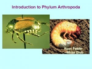 Introduction of phylum arthropoda