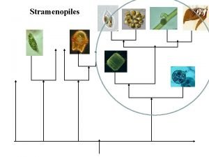 Stramenopiles Photosynthetic Stramenopiles Ochrophytes Synurophyceans SilicaScaled Algae Tribophyceans