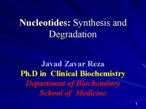 Nucleotides Synthesis and Degradation Javad Zavar Reza Ph