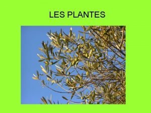 LES PLANTES CLASSIFICACI DE LES PLANTES PLANTES Amb