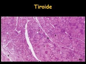 Tiroide 12 x Tiroide Strutturata in follicoli Ormoni