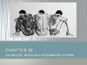 Chapter 36 skeletal muscular and integumentary systems Chapter 36 skeletal muscular and integumentary systems
