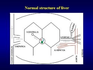 Normal structure of liver Normal function of liver