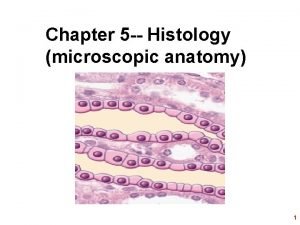 Chapter 5 Histology microscopic anatomy 1 Ch 5