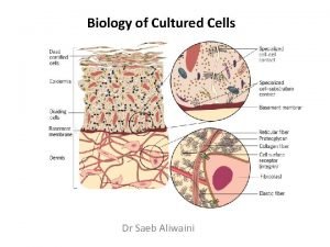 Biology of Cultured Cells Dr Saeb Aliwaini THE
