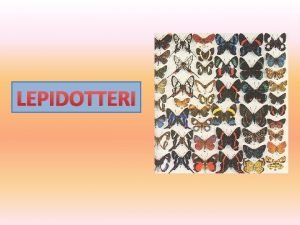 LEPIDOTTERI in generale I Lepidotteri Lepidoptera rappresentano un
