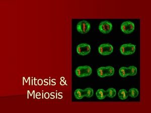 Mitosis o meiosis