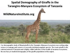 Spatial Demography of Giraffe in the TarangireManyara Ecosystem