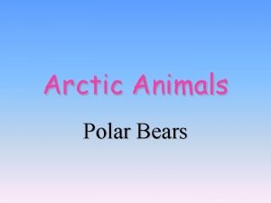 Why do polar bears have black noses