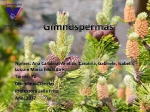 Gimnospermas Nomes Ana Carolina Anelize Carolina Gabriele Isabelli