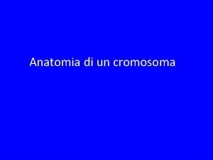 Anatomia di un cromosoma PDX 1 is an