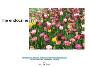 Endocrine organ histology