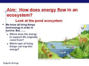 Energy flow trophic levels