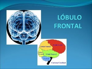 LBULO FRONTAL Es una zona dentro del cerebro