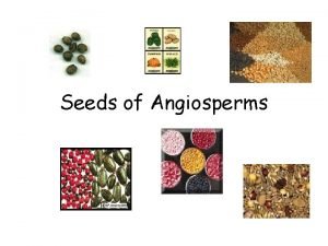 Seeds of Angiosperms Seed I Seed What part
