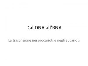 Dal DNA allRNA La trascrizione nei procarioti e