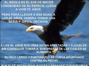 El aguila es el ave de mayor longevidad