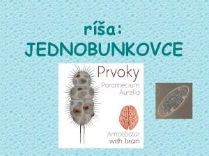 Jednobunkovce prvoky