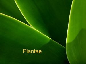 Plantae Tujuan Pembelajaran Melalui kegiatan diskusi siswa dapat