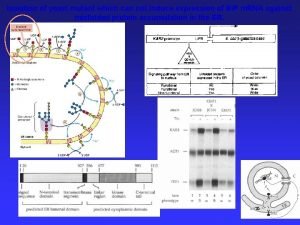 Isolation of yeast mutant which can not induce