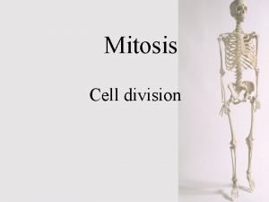 Bone cell mitosis
