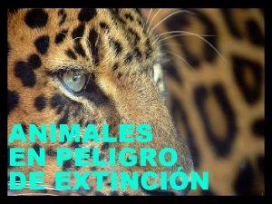 ANIMALES EN PELIGRO DE EXTINCIN 1 Animales Extintos