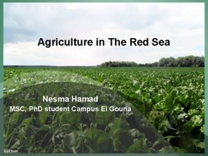 Agriculture in The Red Sea Nesma Hamad MSC