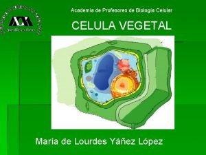 Academia de Profesores de Biologa Celular CELULA VEGETAL