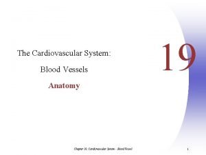 Chapter 19 cardiovascular system blood