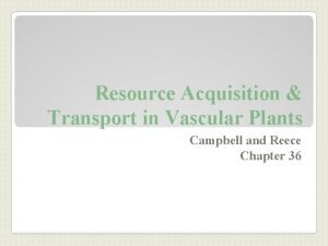 Resource acquisition and transport in vascular plants