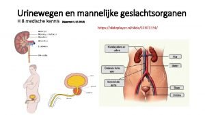 Urinewegen en mannelijke geslachtsorganen H 8 medische kennis