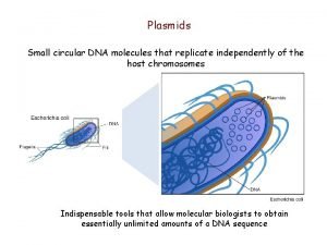 Plasmids Small circular DNA molecules that replicate independently