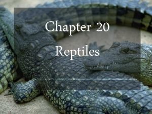 Chapter 20 Reptiles Introduction Class Reptilia Order Testudines